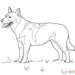 Australian Cattle Dog Coloring Page | Free Printable Coloring Pages   Free Printable Dog Puzzle