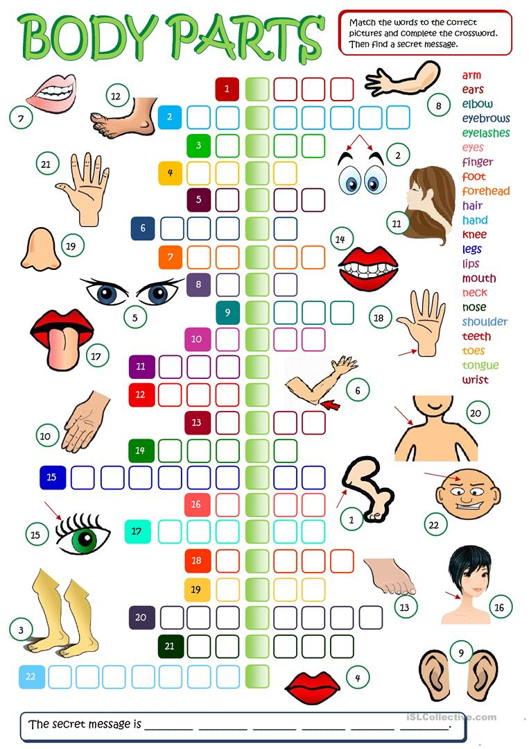 Body Parts - Crossword Worksheet - Free Esl Printable Worksheets - Printable Body Puzzle