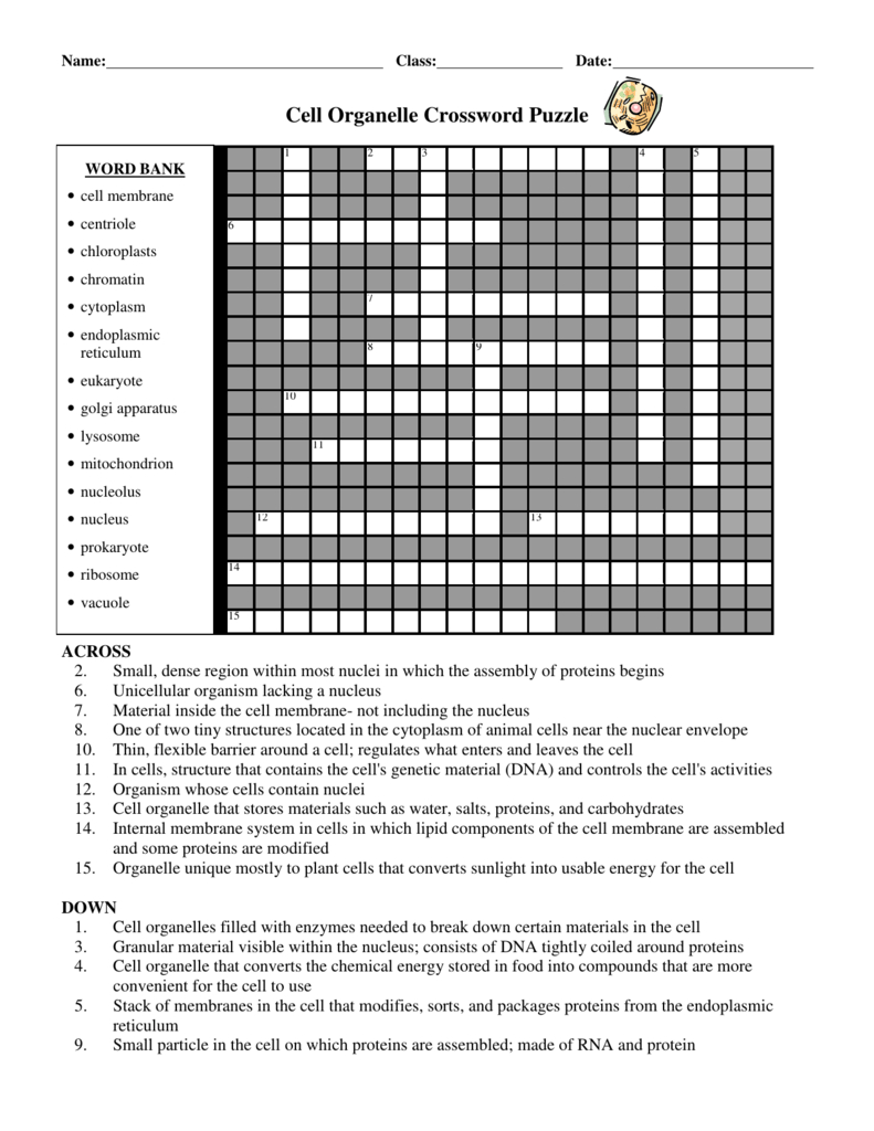 Cell Organelle Crossword Puzzle - Printable Crossword #4