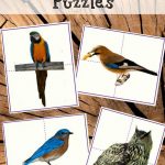 Diy Bird Puzzles For Toddlers And Preschoolers With Real Photos   Printable Bird Puzzles