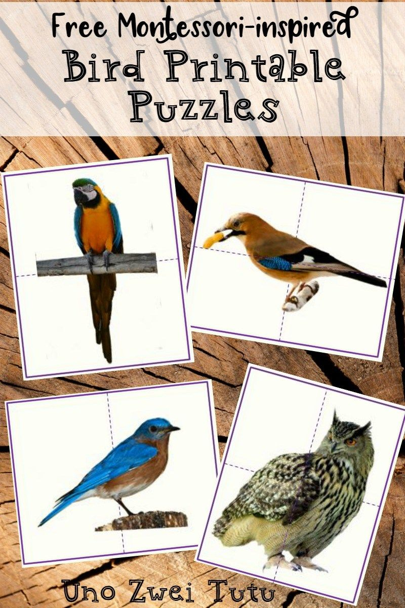 Diy Bird Puzzles For Toddlers And Preschoolers With Real Photos - Printable Bird Puzzles