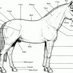 Free Horse Coloring Pages   Printable Horse Puzzles