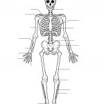 Free Printable Human Skeleton Worksheet For Students And Teachers   Printable Skeletal System Crossword Puzzle