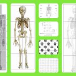 Free Printable Life Sized Child And Adult Skeletons, Skull Puzzles   Printable Skeleton Puzzle