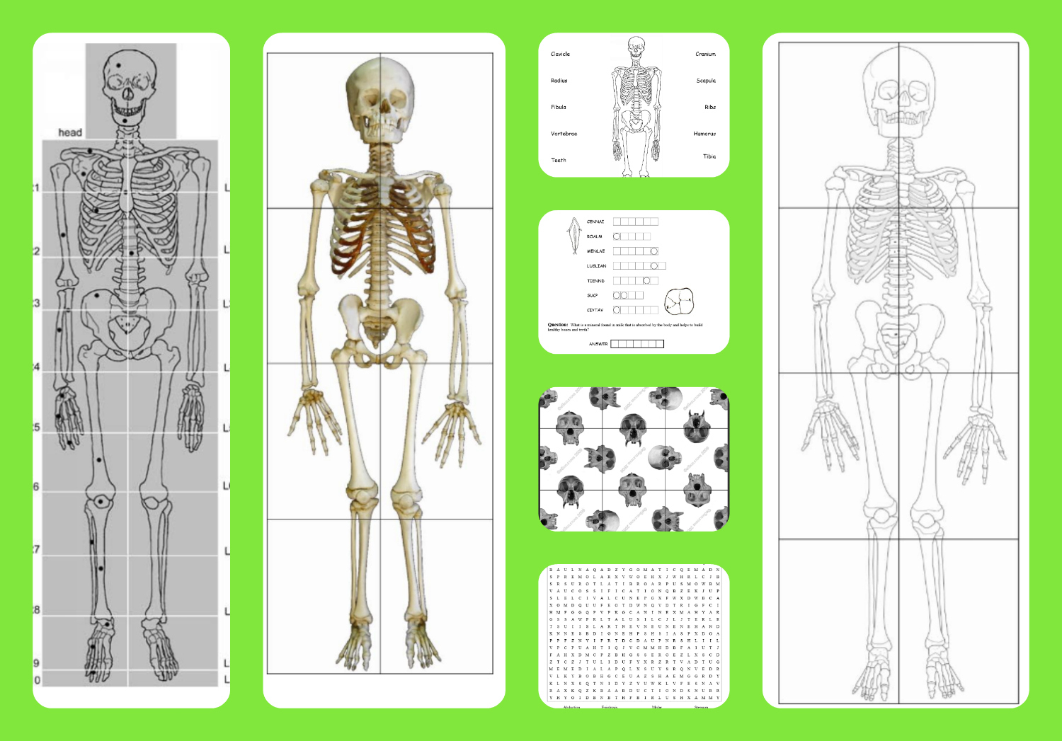 Bone Anatomy Crossword - Skeletal System Crossword with Diagram {Editable ...