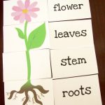 Great Printable Resources – Plants | Preschool | Parts Of A Plant   Printable Flower Puzzle