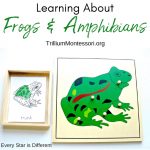 Montessori Resources For Learning About Frogs And Amphibians   Printable Frog Puzzle