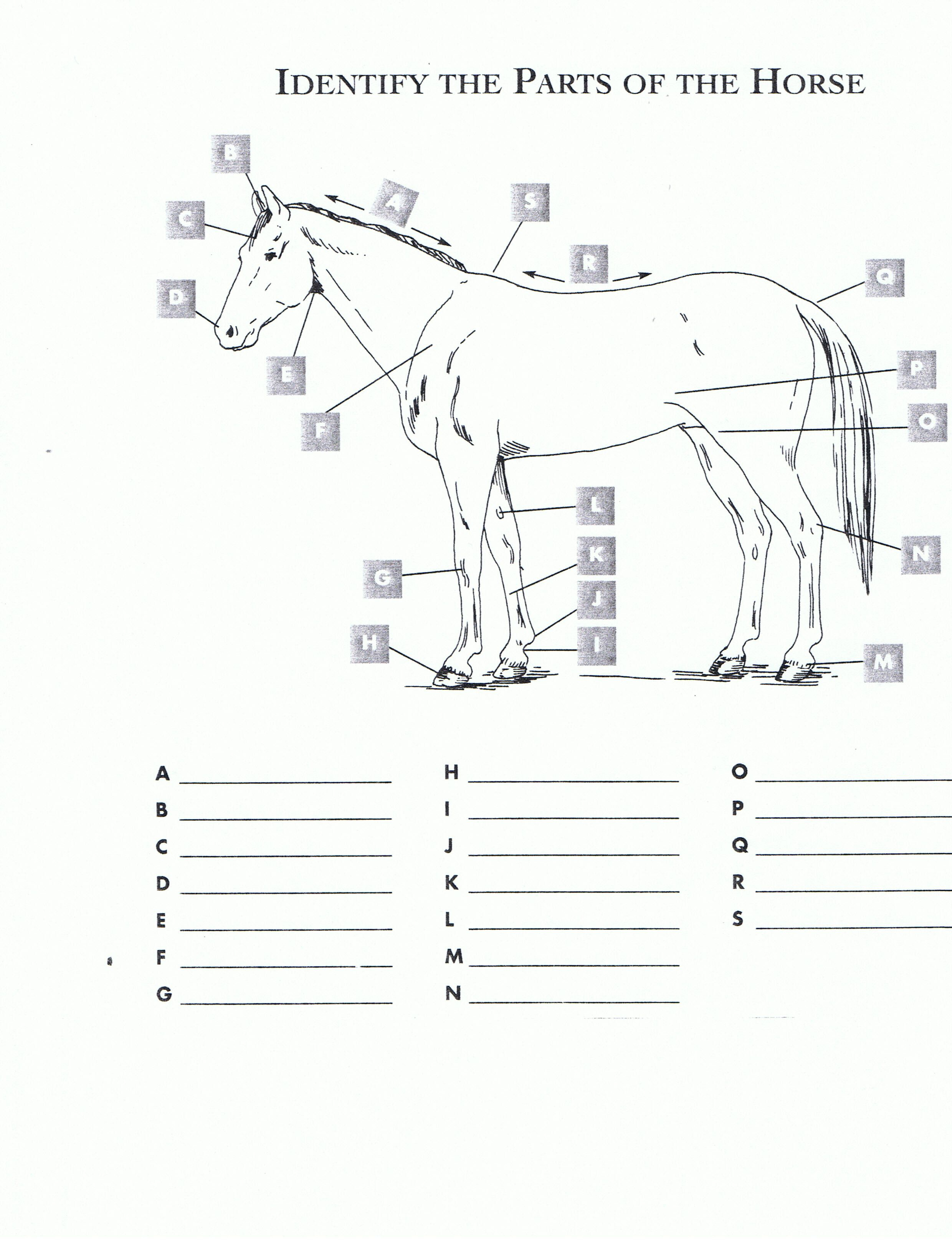 Pincindy Dillingham On Homeschool Highschool | Horses, Horseback - Printable Horse Puzzle