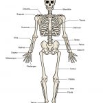 Printable Human Skeleton Diagram   Labeled, Unlabeled, And Blank   Printable Skeleton Puzzle