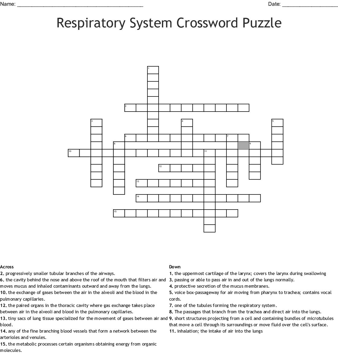 Respiratory System Crossword Puzzle Crossword - Wordmint - Respiratory System Crossword Puzzle Printable