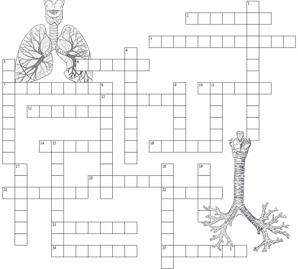 Respiratory System - Crossword Puzzle - Respiratory System Crossword Puzzle Printable
