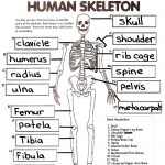 Skeletal System Crossword Puzzle Answers | Healthy Hesongbai   Printable Skeletal System Crossword Puzzle