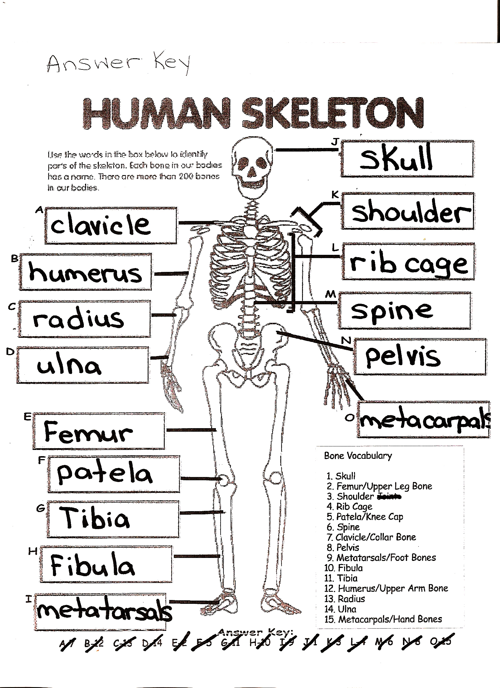 The Skeletal System Worksheet Answers - Siteraven ...