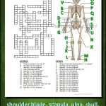 Skeletal System Crossword With Diagram {Editable} | Tpt Science   Printable Skeletal System Crossword Puzzle