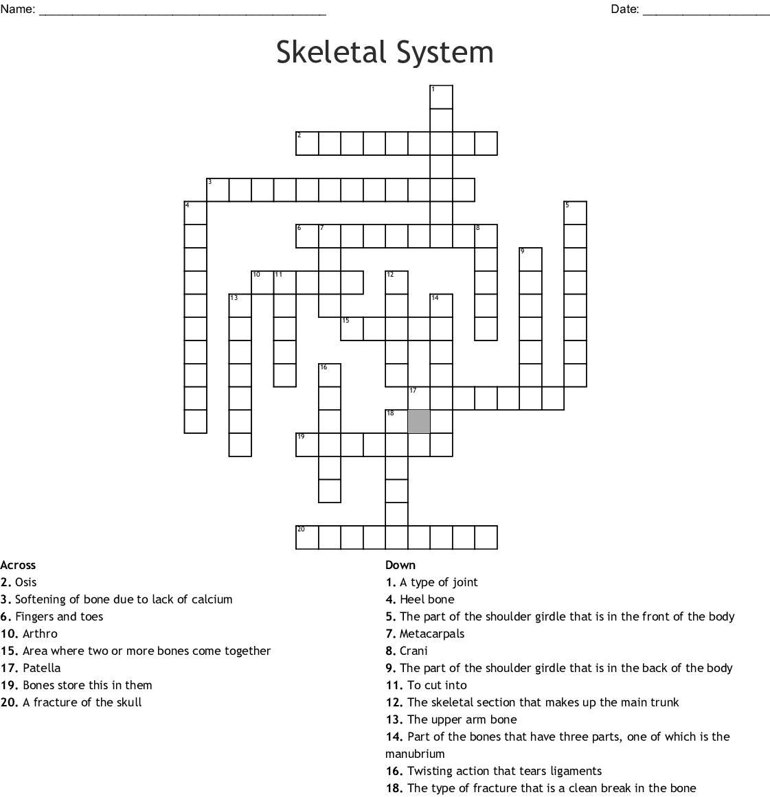 Skeletal System Crossword - Wordmint - Skeletal System Crossword Puzzle Printables