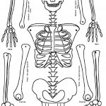 Skeleton Puzzle Printable | Print It | Human Skeleton, Human Body   Printable Skeleton Puzzle