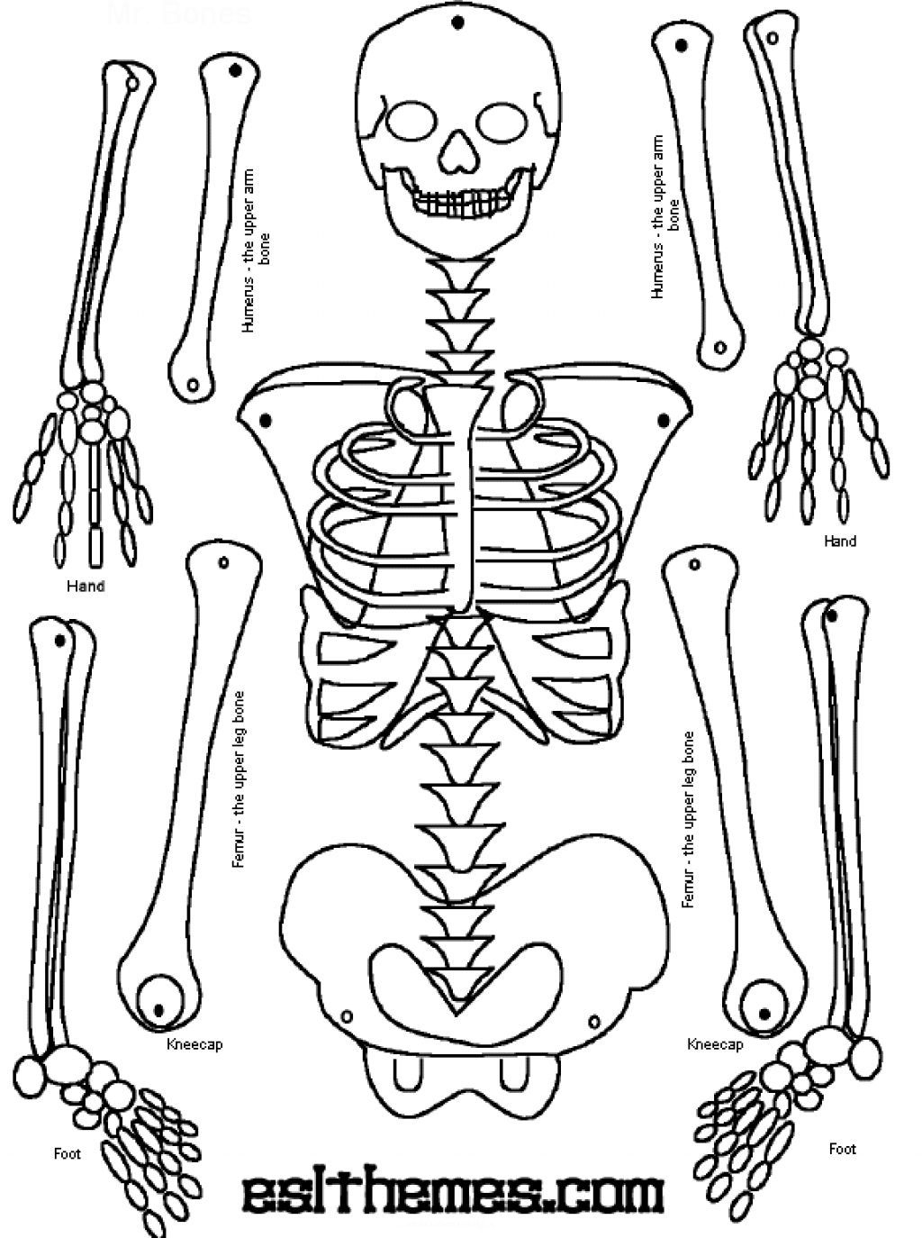 Printable Skeleton Puzzle Printable Crossword Puzzles