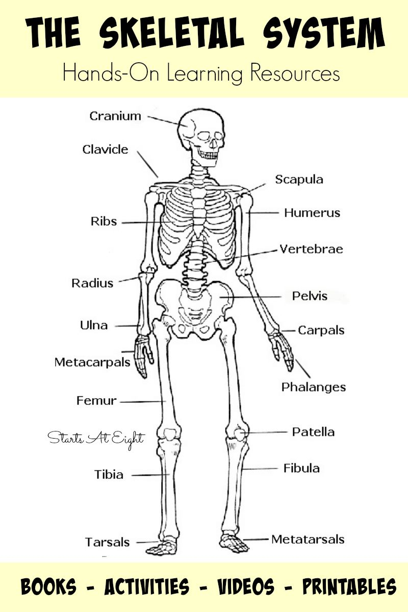 Printable Skeleton Puzzle | Printable Crossword Puzzles