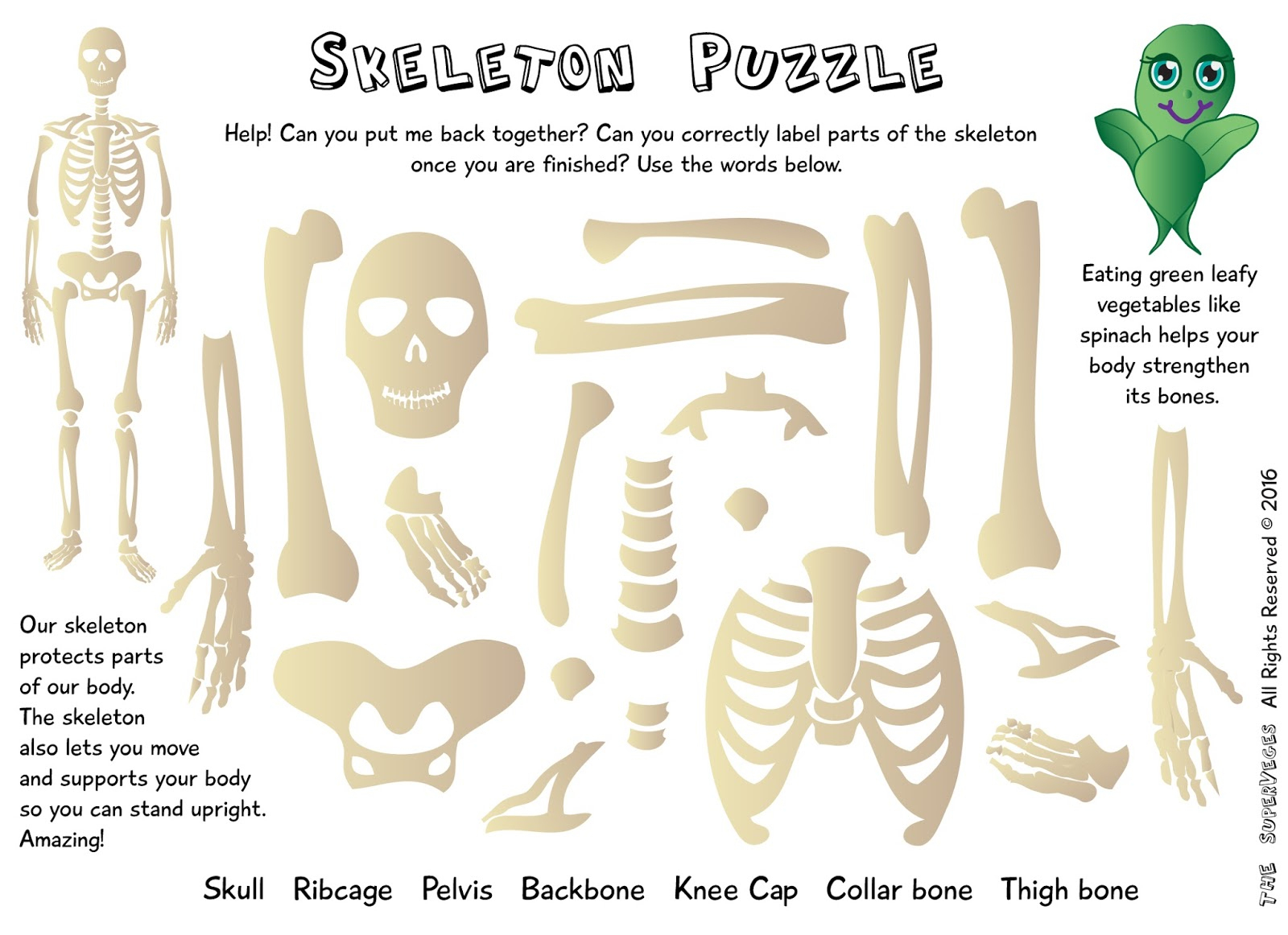 Printable Skeleton Puzzle Printable Crossword Puzzles